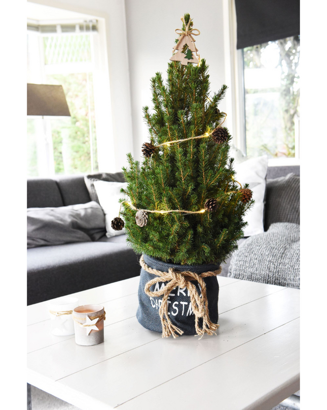 Kleine Kerstboom in Xmas Bag blauw + Pine cone lichtjes incl. batterijen- 70 cm - Picea Glauca Conica -