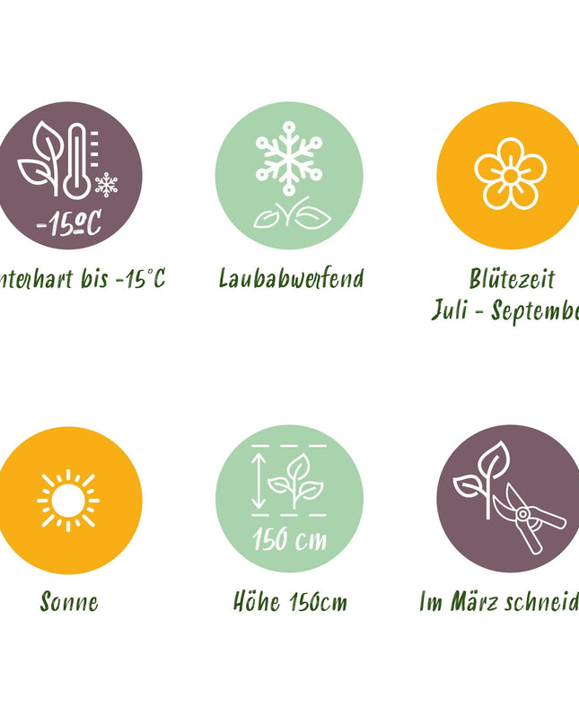 Hibiscus syriacus Starburst Chiffon® – Terrassenpflanze – Laubabwerfend – Winterhart – Weiß-rosa Blüte – Topf 19cm Höhe 90cm