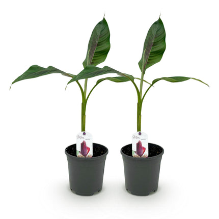 Planta de plátano - Musa sikkemensis Red Tiger - Resistente al invierno - 2 plantas - Maceta 17cm Altura 40cm