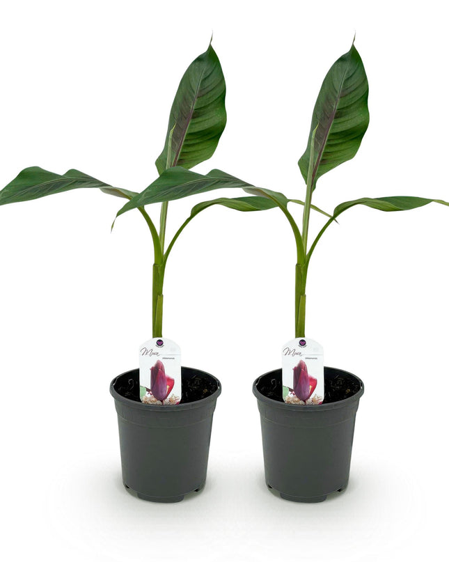 Planta de plátano - Musa sikkemensis Red Tiger - Resistente al invierno - 2 plantas - Maceta 17cm Altura 40cm
