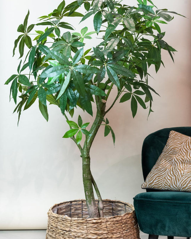 Kunstplant - Pachira Aquatica - Geldboom - ↕ 180 cm