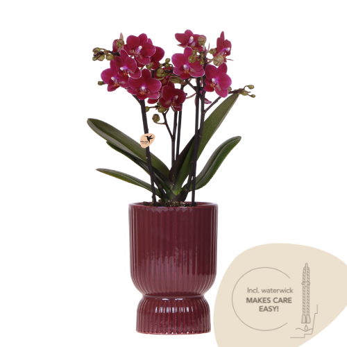 Lila Chamonix Orchidee + roter Diabolo Übertopf | Topfgröße Ø9cm | blühende Zimmerpflanze – frisch vom Züchter | inkl. Wasserstandsanzeiger