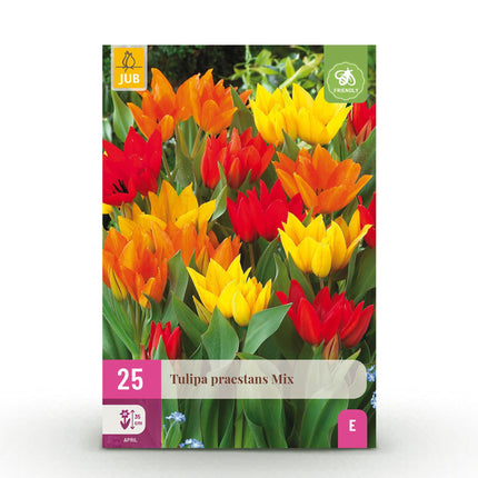 Bloembollen - Tulp Praestans mix - Diversen Kleuren - 25 stuks - Bolmaat 8/9 - XXL Pack