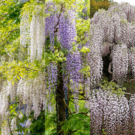 Blauwe regen - 3 planten - Wisteria floribunda Tricolour - Bloemen Blauw Roze Wit  - Pot 11cm Hoogte 40cm