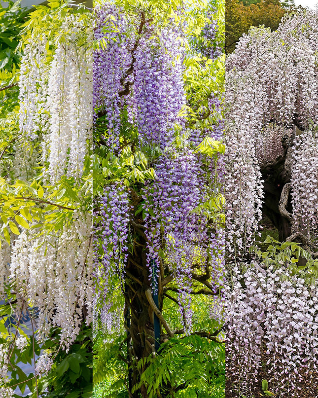 Blauwe regen - 3 planten - Wisteria floribunda Tricolour - Bloemen Blauw Roze Wit  - Pot 11cm Hoogte 40cm