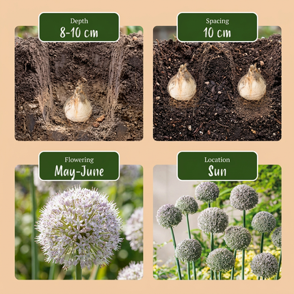 160x Allium Ping Pong - Ping-Pong-Zierlauch - Weiß - Sommerblüher - Zwiebelgröße 6/7