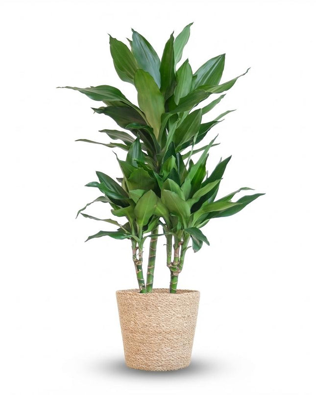 Drachenbaum Janet Lindt + natürliche Mandeln - 95 cm - Ø21