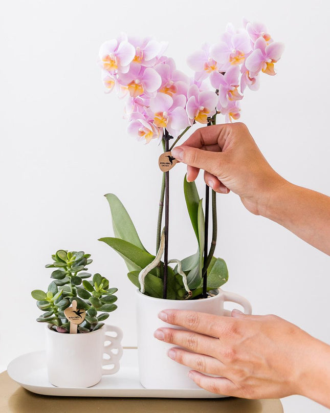 Kolibri Orchids - Surprise box mix - planten voordeel box - verrassingsbox met 4 verschillende orchideeën - vers van de kweker