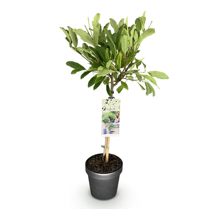 Magnolia stellata – Terrassenpflanze – sommergrün – winterhart – weiße Blüte – Topf 19cm Höhe 90cm