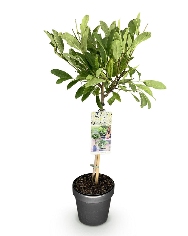 Magnolia stellata – Terrassenpflanze – sommergrün – winterhart – weiße Blüte – Topf 19cm Höhe 90cm