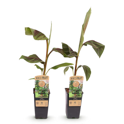 Plátano de fibra japonés - Musa Ever Red - Resistente al invierno - 2 plantas - Maceta 15cm Altura 50cm