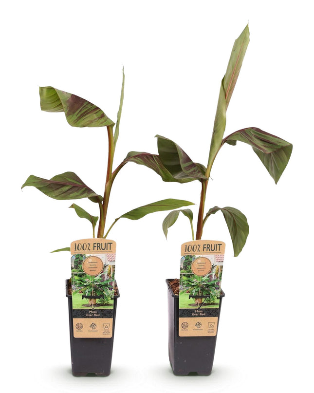 Plátano de fibra japonés - Musa Ever Red - Resistente al invierno - 2 plantas - Maceta 15cm Altura 50cm