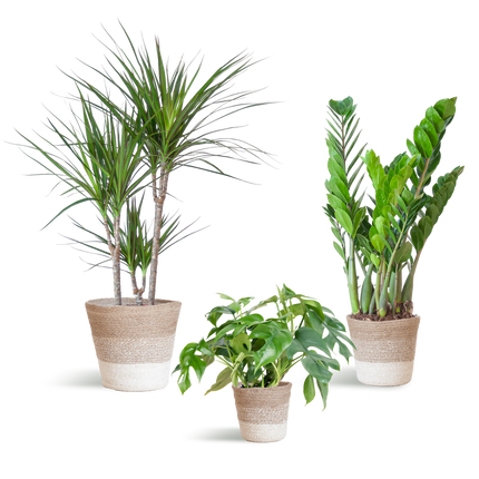 Plantenbox Schaduw - 3 planten - incl. mand jute wit