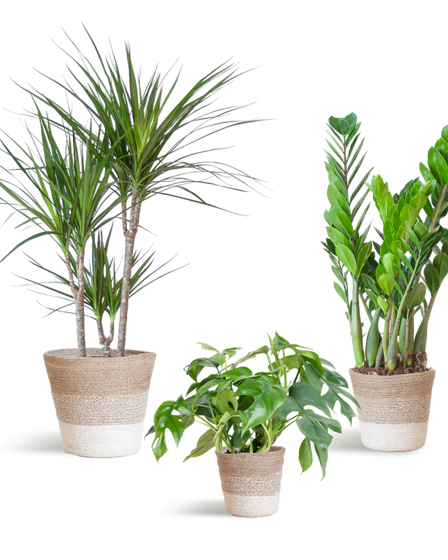 Plantenbox Schaduw - 3 planten - incl. mand jute wit