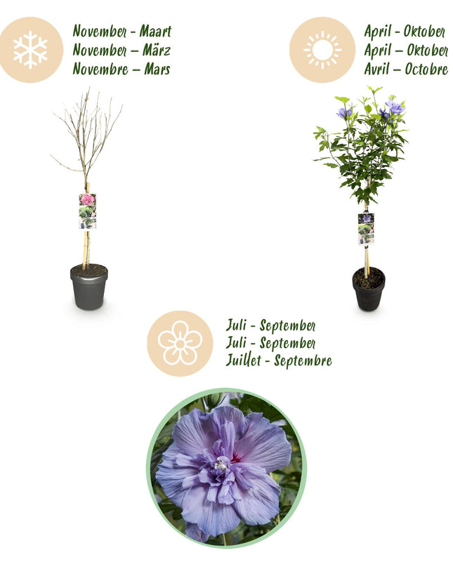 Ibisco siriano Blue Chiffon® - Pianta a fusto - Decidua - Poco Manutenzione - Vaso 19cm Altezza 90cm