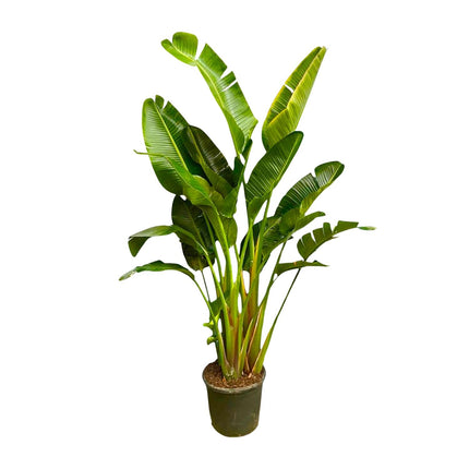 Strelitzia Augusta multi tallo XXL - 250 cm - ø30-40 - 🚚 Envío Gratis