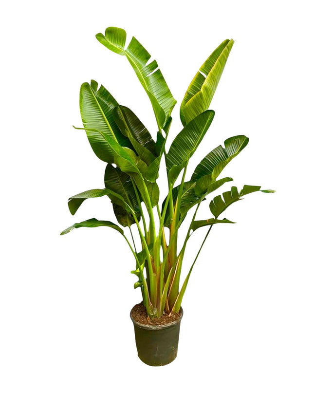 Strelitzia Augusta multi tallo XXL - 250 cm - ø30-40 - 🚚 Envío Gratis
