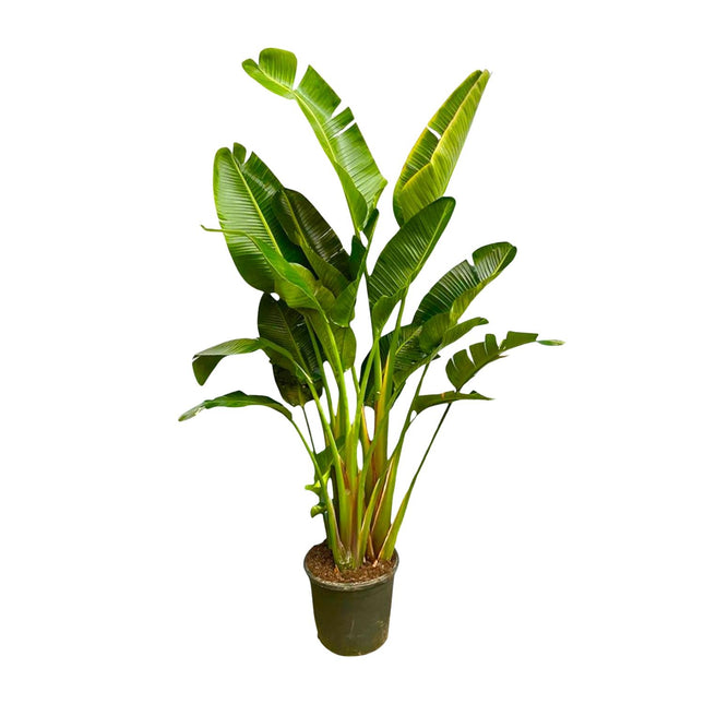 Strelitzia Augusta multi stam XXL - 250 cm - ø30-40 - 🚚 Gratis Verzending