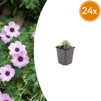 24x Géranium cin. 'Ballerina' - ↕10-25cm - Ø9cm