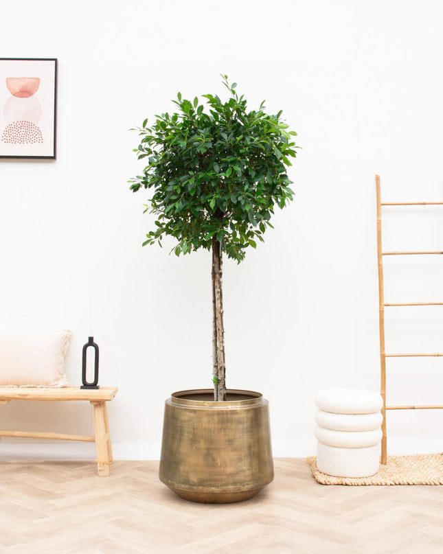 Pot Indigo Vintage Gold - D58 x H51