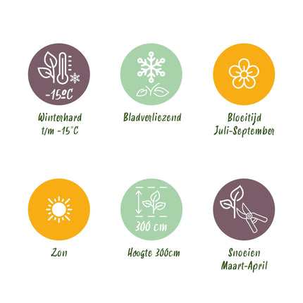 Vlinderstruik - Buddleja davidii Flower Power - Bloem Oranje Paars - 1 Plant - Bladverliezend - Vlinderlokkend -  Pot 17cm Hoogte 30cm