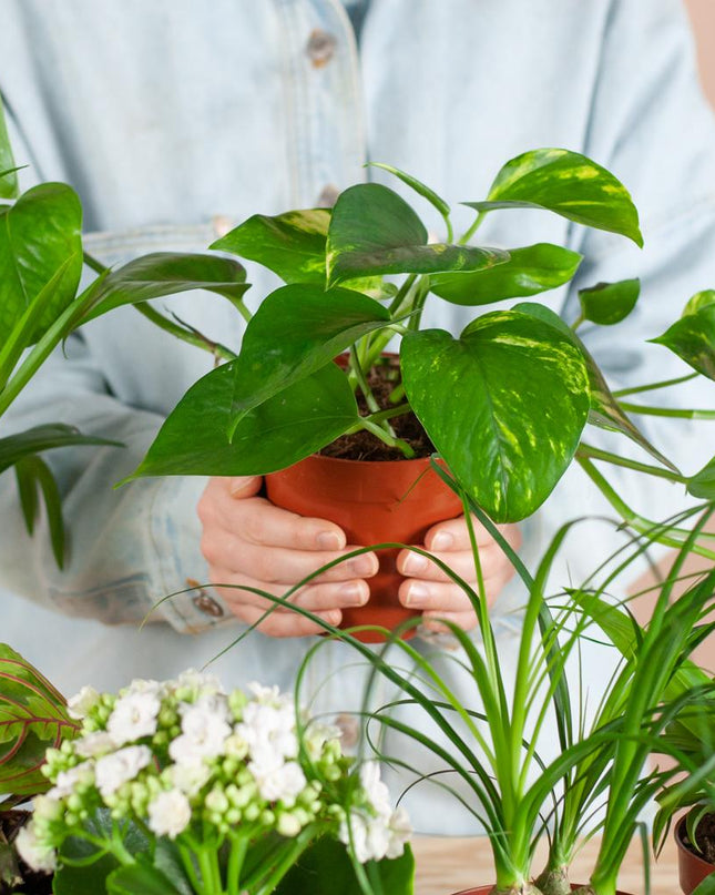 Groene Kneusjesbox - 6 stuks - incl. 6 x pot zwart