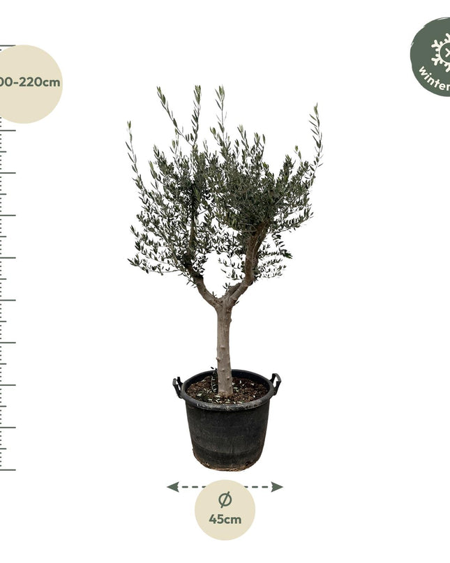 Olea Europaea Cultivo - 230cm- Ø45