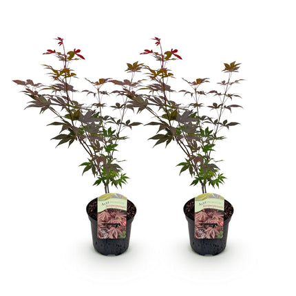 Japanse Esdoorn - Acer palmatum Atropurpureum - Paars - 2 stuks - Pot 19cm Hoogte 70cm