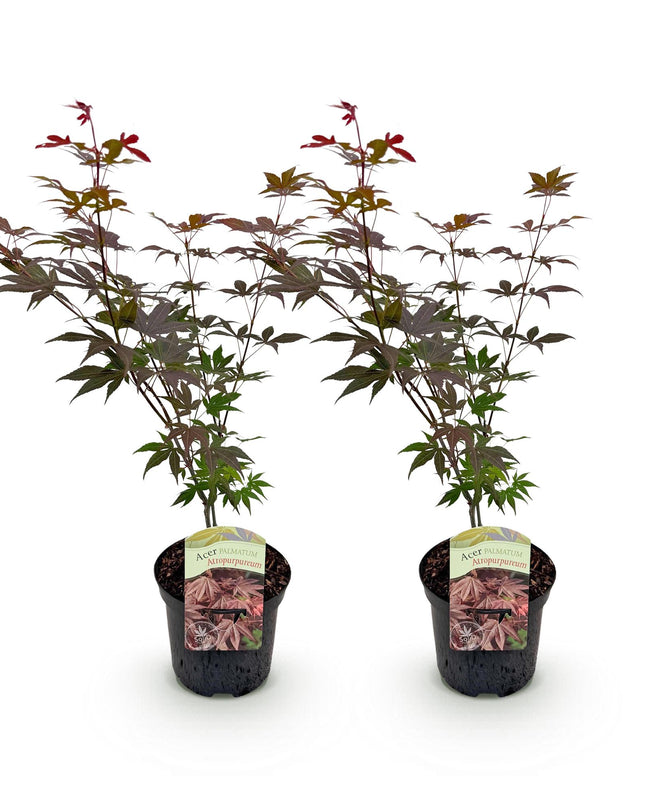 Acero giapponese - Acer palmatum Atropurpureum - Viola - 2 pezzi - Vaso 19cm Altezza 70cm