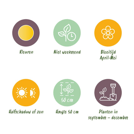 Bloembollen - Tulp Vendeeglobe - Kleur Geel - 12 stuks - Bolmaat 11/12 - XXL Pack