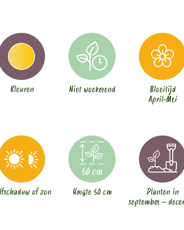 Bloembollen - Tulp Vendeeglobe - Kleur Geel - 12 stuks - Bolmaat 11/12 - XXL Pack