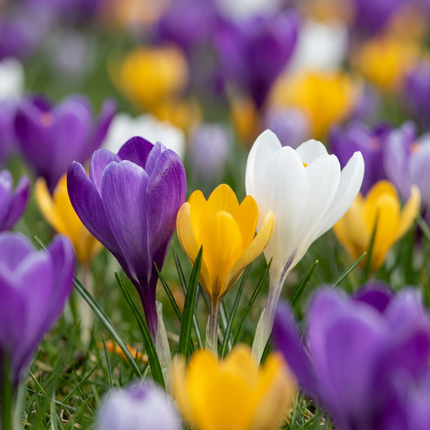 560x Crocus mix - Mixed crocuses - Miscellaneous - Naturalizing bulb - Bulb size 7/8