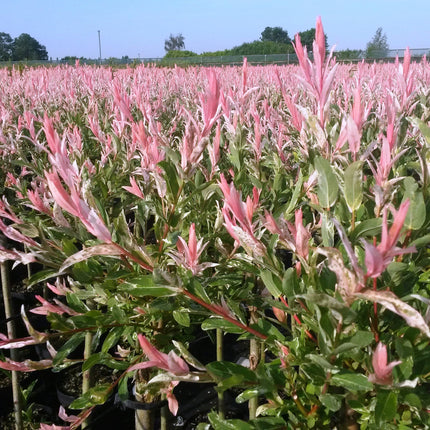 Salix Flamingo – 4 Pflanzen – Ø23 cm – ↕140–160 cm