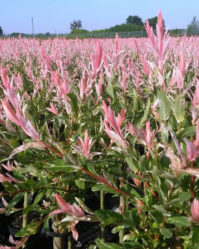 Salix Flamingo – 4 Pflanzen – Ø23 cm – ↕140–160 cm