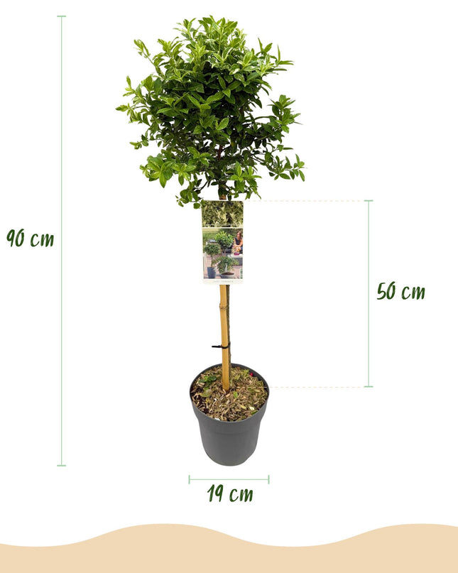 Euonymus fortunei Harlequin - Sempreverde - Resistente al freddo - Foglia verde-bianca - Vaso 19 cm Altezza 90 cm