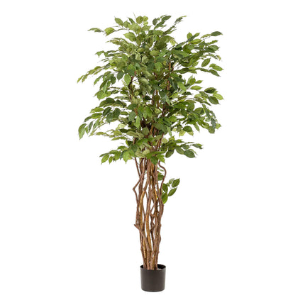 Kunstplant - Ficus liana  - Vioolbladplant - ↕ 170cm