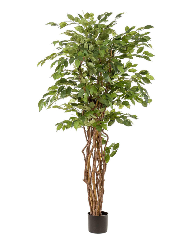 Kunstplant - Ficus liana  - Vioolbladplant - ↕ 170cm