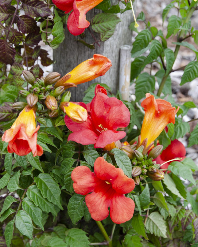 Campsis Summer Jazz Fire Trumpet - Ø19cm - ↕70cm - Ø15 - ↨65cm