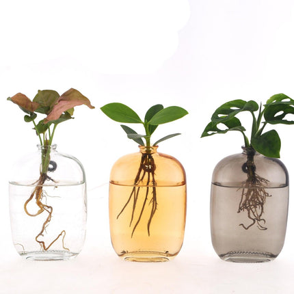 Kamerplanten Mix in Santiago Glas Wall Art - 3 stuks - Ø7cm - ↕10cm