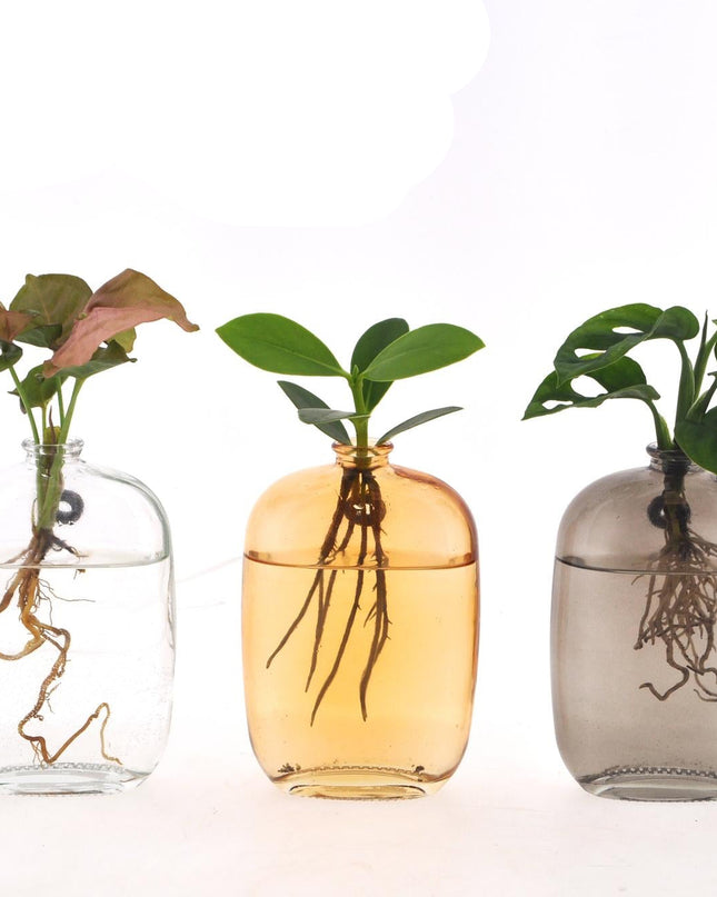 Kamerplanten Mix in Santiago Glas Wall Art - 3 stuks - Ø7cm - ↕10cm