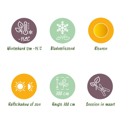 Japanse Esdoorn - Acer palmatum Summergold - Geel - 2 stuks - Pot 19cm Hoogte 70cm