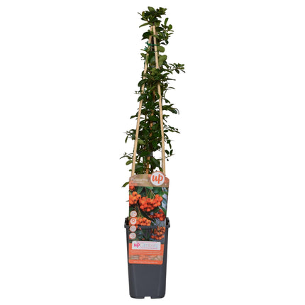 Pyracantha 'Brillo Naranja' - Ø15cm - ↕65cm