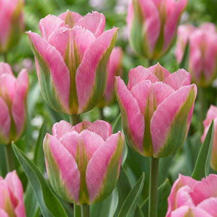 96x Tulipa Striped Crown - Tulipano corona striata - Varie - Fioritura primaverile - Calibro del bulbo 11/12