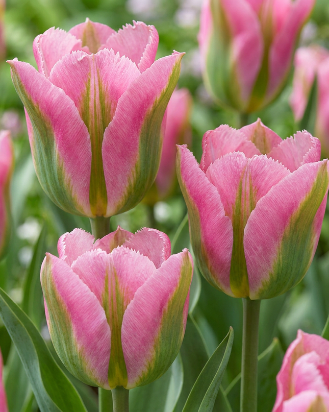 96x Tulipa Striped Crown - tulipán de corona rayada - varios - floración primaveral - calibre del bulbo 11/12