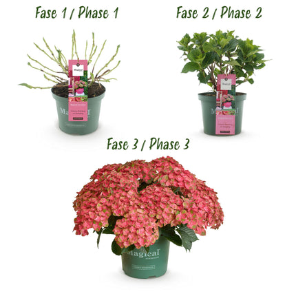Hortensia Roze Groen - Hydrangea Magical Green Fire - 2 Planten - Pot 23cm Hoogte 55cm