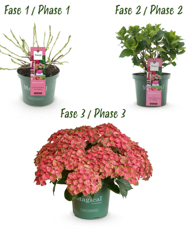 Hortensia Roze Groen - Hydrangea Magical Green Fire - 2 Planten - Pot 23cm Hoogte 55cm