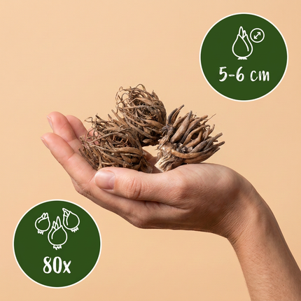 80x Ranunculus Mix - Mix di ranuncoli - Vari - Fioritura estiva - Calibro del bulbo 5/6