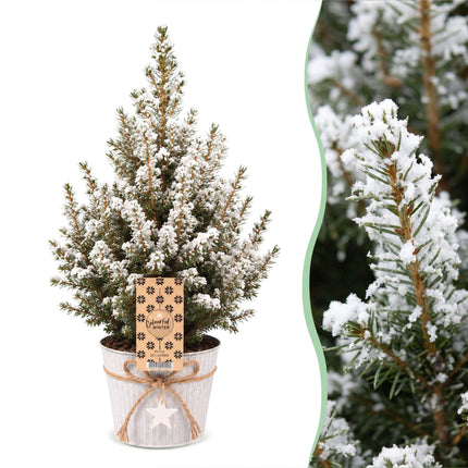 4x Kerstboom Picea glauca Conica - Kegelspar - incl. zinken pot - Ø17cm - ↕65cm