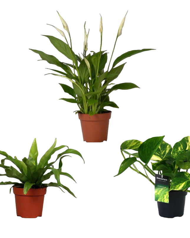 Luchtzuiverende mix - 3 stuks - Ø12cm - ↕20/45cm