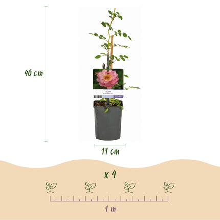 Rosa rampicante Klimroos Salmon Queen - 2 piante - Fiore rosa chiaro - Poca manutenzione - Vaso 11 cm Altezza 40 cm